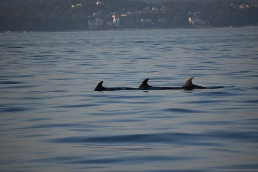 Rovinj: Sunset & dolphin group tours with Catamaran - Comfort details that affect the whole evening