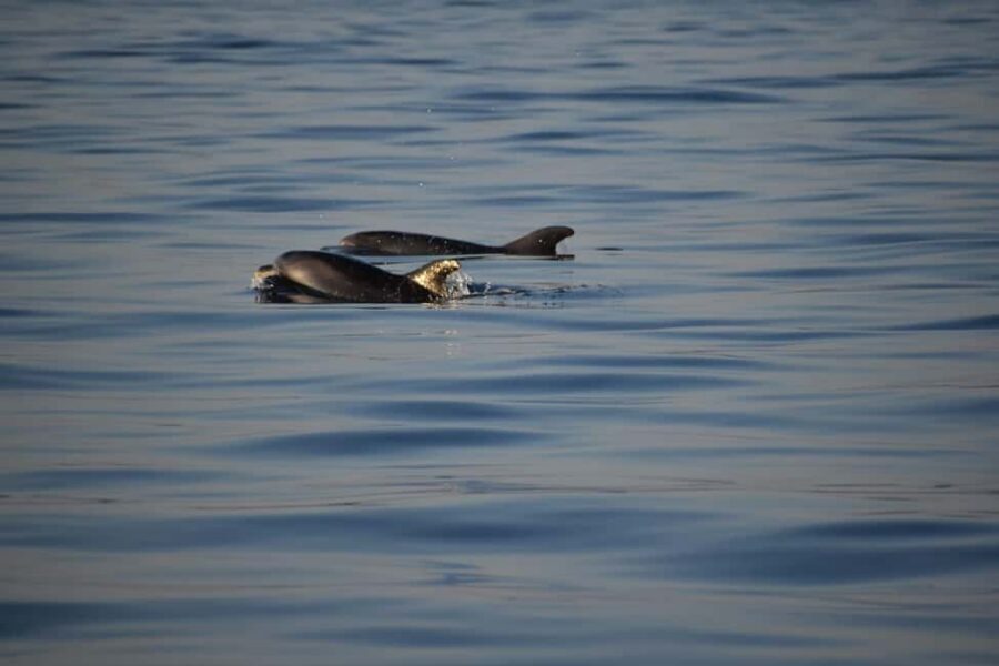 Rovinj: Sunset & dolphin group tours with Catamaran - Price and value: why $41 can feel like more than a bargain