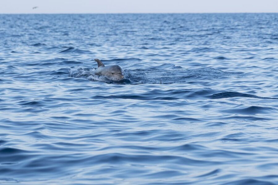 Vrsar: Dolphin-Watching Sunset Adventure with Speedboat - Quick Take Before You Go