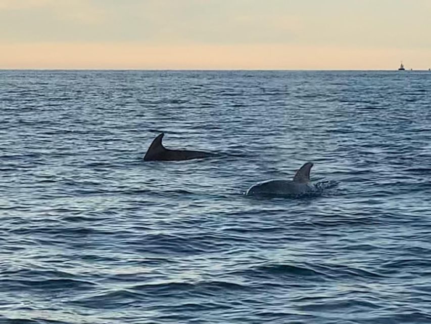 Vrsar: Dolphin-Watching Sunset Adventure with Speedboat - Who This Sunset Dolphin Adventure Is Best For