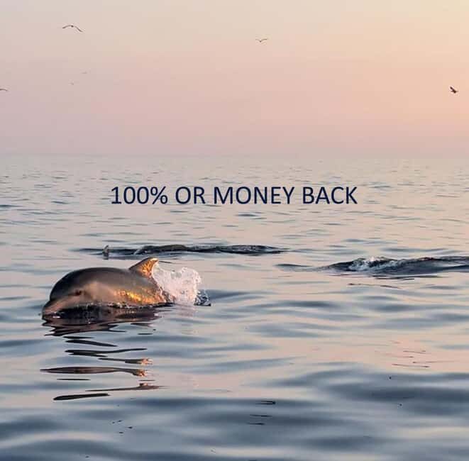 Vrsar: Dolphin-Watching Sunset Adventure with Speedboat - What You’ll Do During the 90 Minutes at Sunset