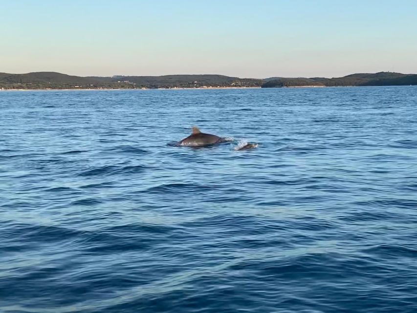 Vrsar: Dolphin-Watching Sunset Adventure with Speedboat - Meeting at the Istra Speed Boat Stand in Vrsar