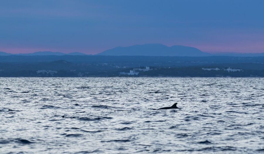 Vrsar: Dolphin-Watching Sunset Adventure with Speedboat - Respectful Dolphin Watching: What It Looks Like on the Water