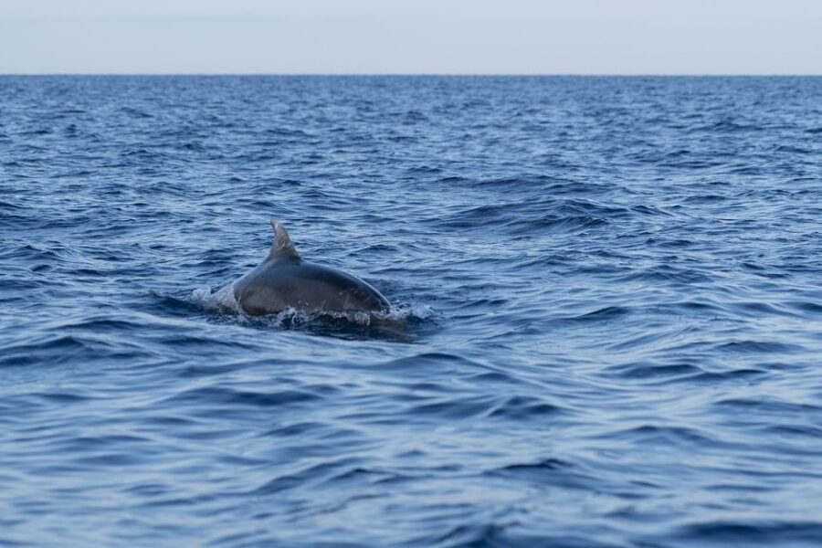 Vrsar: Dolphin-Watching Sunset Adventure with Speedboat - Weather, Sea Conditions, and the Backup Date Reality